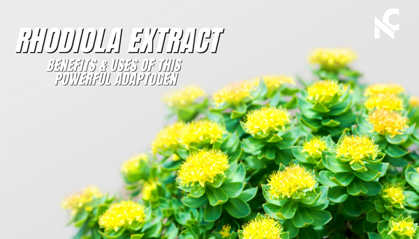 Rhodiola Extract: Benefits & Uses of This Powerful Adaptogen